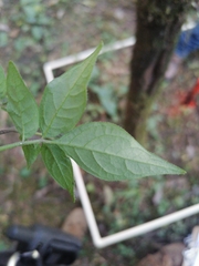 Solanum appendiculatum