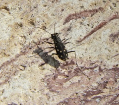 Cicindela sedecimpunctata