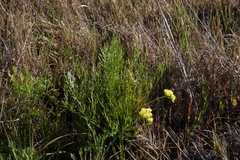 Lomatium caruifolium caruifolium