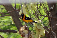 Icterus cucullatus