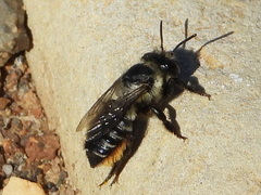 Megachile pollinosa