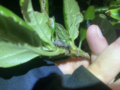 Anagotus rugosus