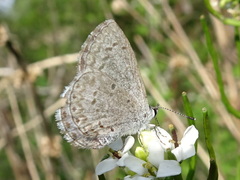 Celastrina ladon