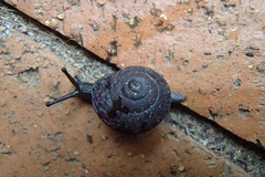 Pommerhelix monacha