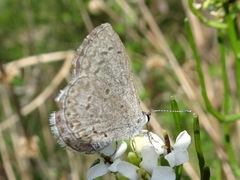 Celastrina ladon