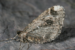 Stamnodes albiapicata