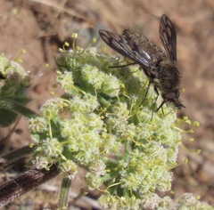 Conophorus fenestratus