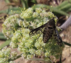 Conophorus fenestratus