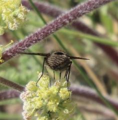 Conophorus fenestratus