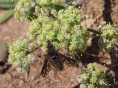 Conophorus fenestratus