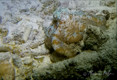 Octopus briareus