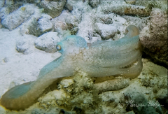 Octopus briareus