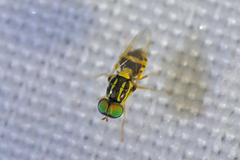 Oxycera variegata