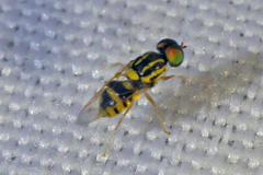 Oxycera variegata