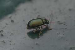 Aphthona strigosa