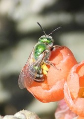 Agapostemon angelicus
