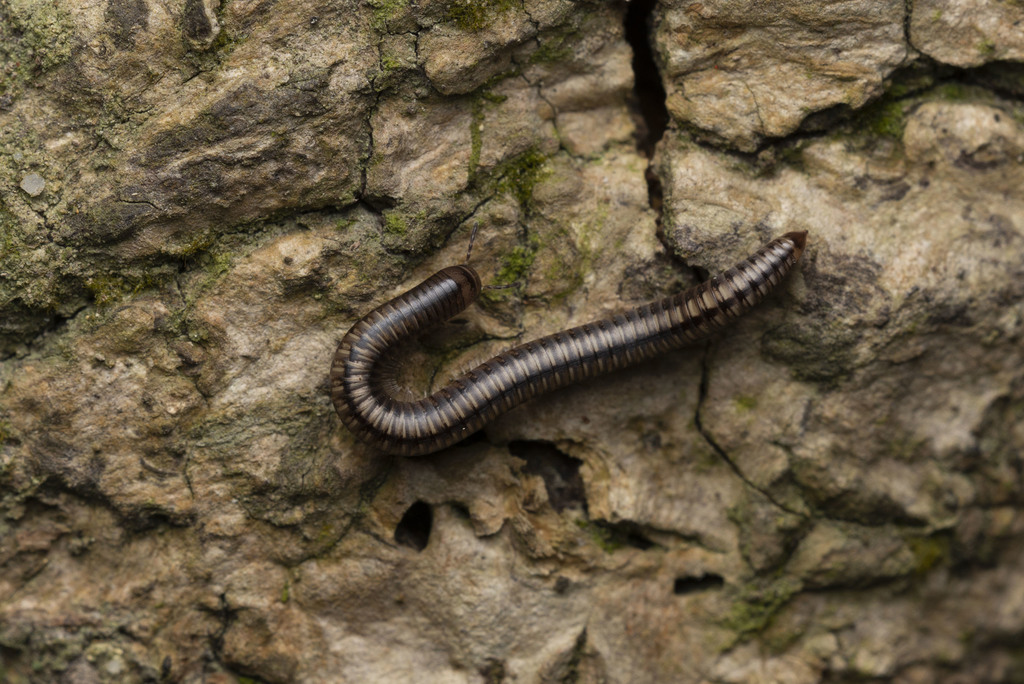 Round-backed Millipedes in March 2022 by Lawrence Hylton · iNaturalist