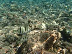 Acanthurus triostegus sandvicensis