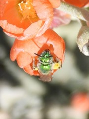 Agapostemon angelicus