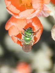 Agapostemon angelicus