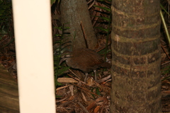 Gallirallus sylvestris