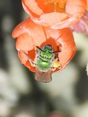 Agapostemon angelicus
