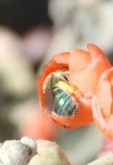 Agapostemon angelicus