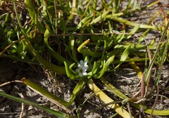 Plagiobothrys humistratus