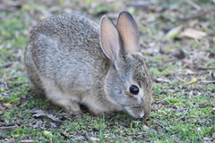 Sylvilagus audubonii
