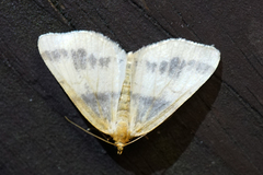 Macaria ribearia
