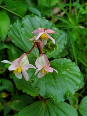 Begonia cucullata