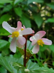 Begonia cucullata