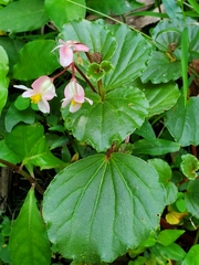 Begonia cucullata