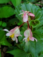 Begonia cucullata