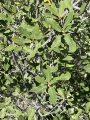 Quercus berberidifolia × engelmannii
