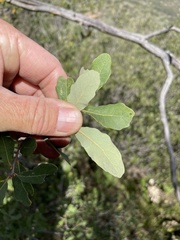 Quercus berberidifolia × engelmannii