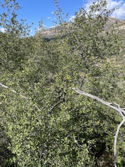 Quercus berberidifolia × engelmannii