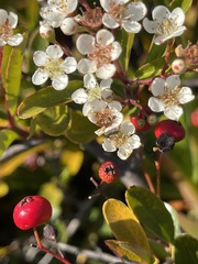 Pyracantha fortuneana