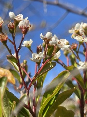 Pyracantha fortuneana