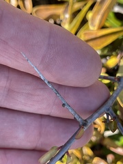 Pyracantha fortuneana