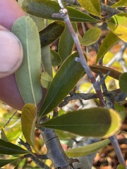 Pyracantha fortuneana