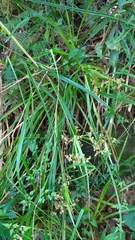 Scirpus ternatanus