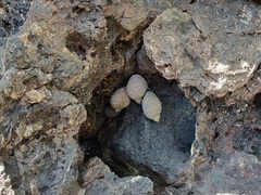 Cenchritis muricatus