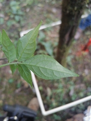 Solanum appendiculatum