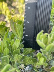 Baccharis pilularis pilularis