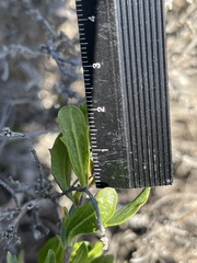 Baccharis pilularis pilularis