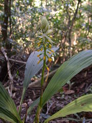 Calanthe actinomorpha