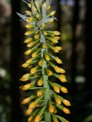 Calanthe actinomorpha