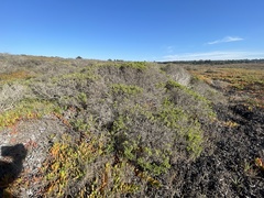 Baccharis pilularis pilularis