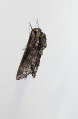 Cautethia spuria